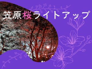 笠原桜ライトアップ