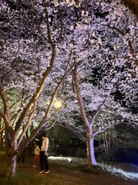【2023年】笠原桜公園　ライトアップ終了について