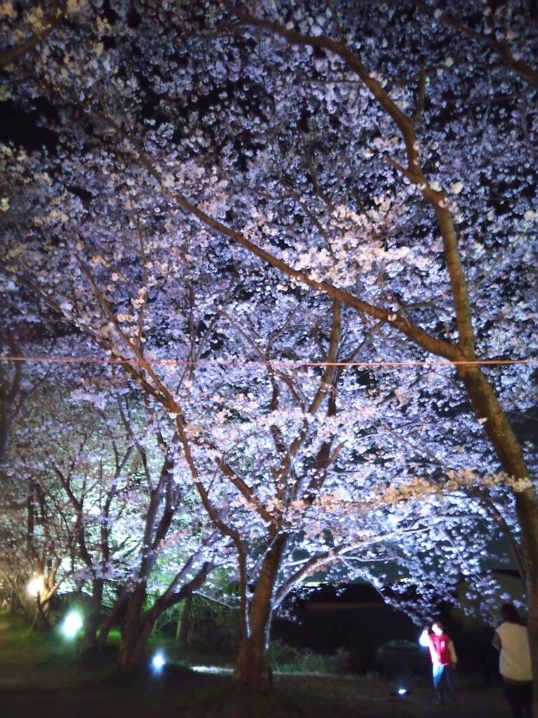 【笠原桜公園】ライトアップは終了しました。