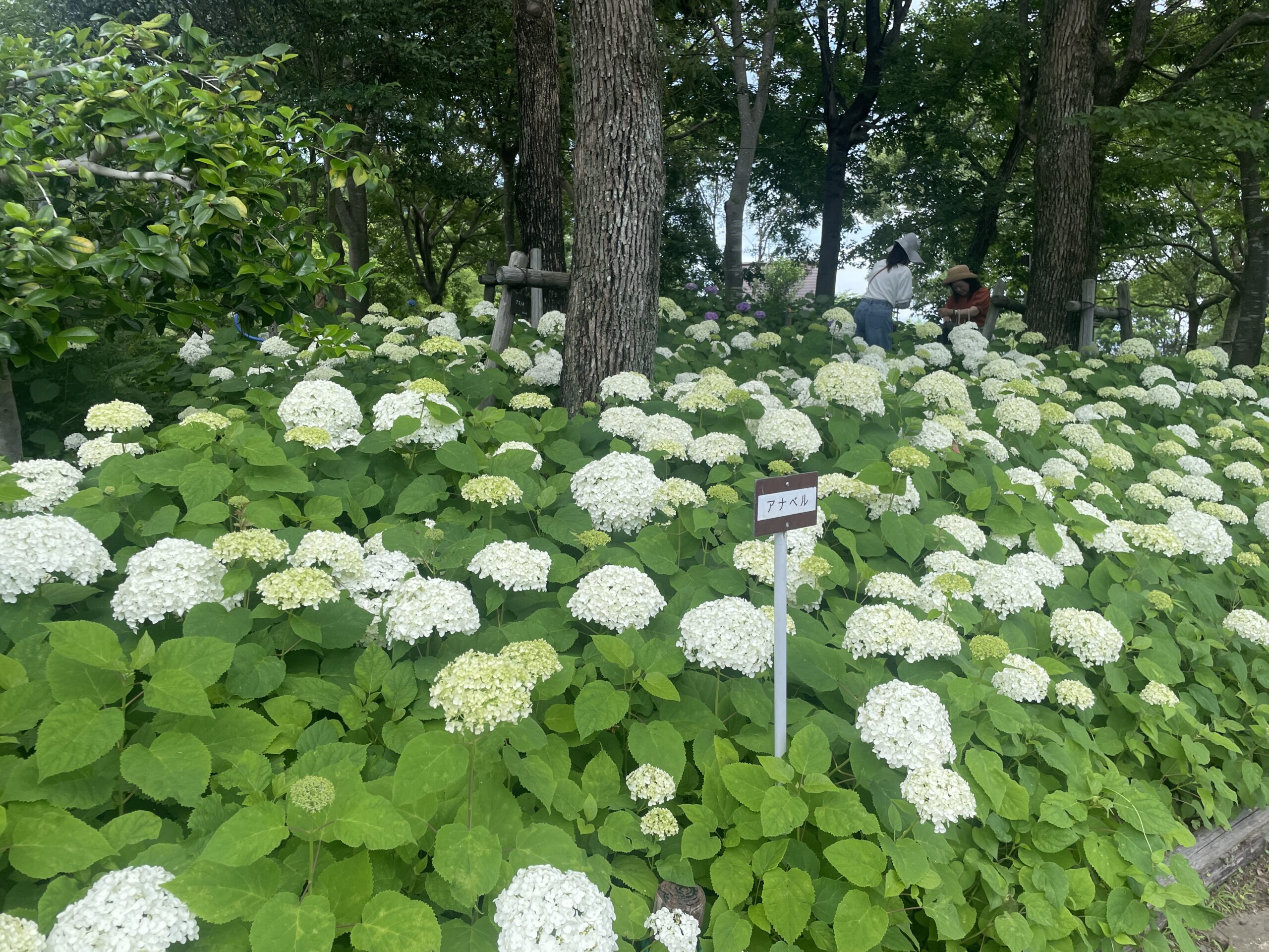 アジサイ（もりやま芦刈園）