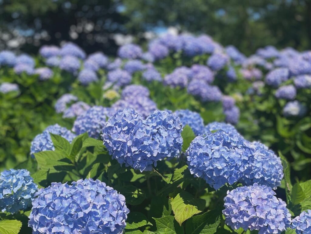 【もりやま芦刈園】開園します！