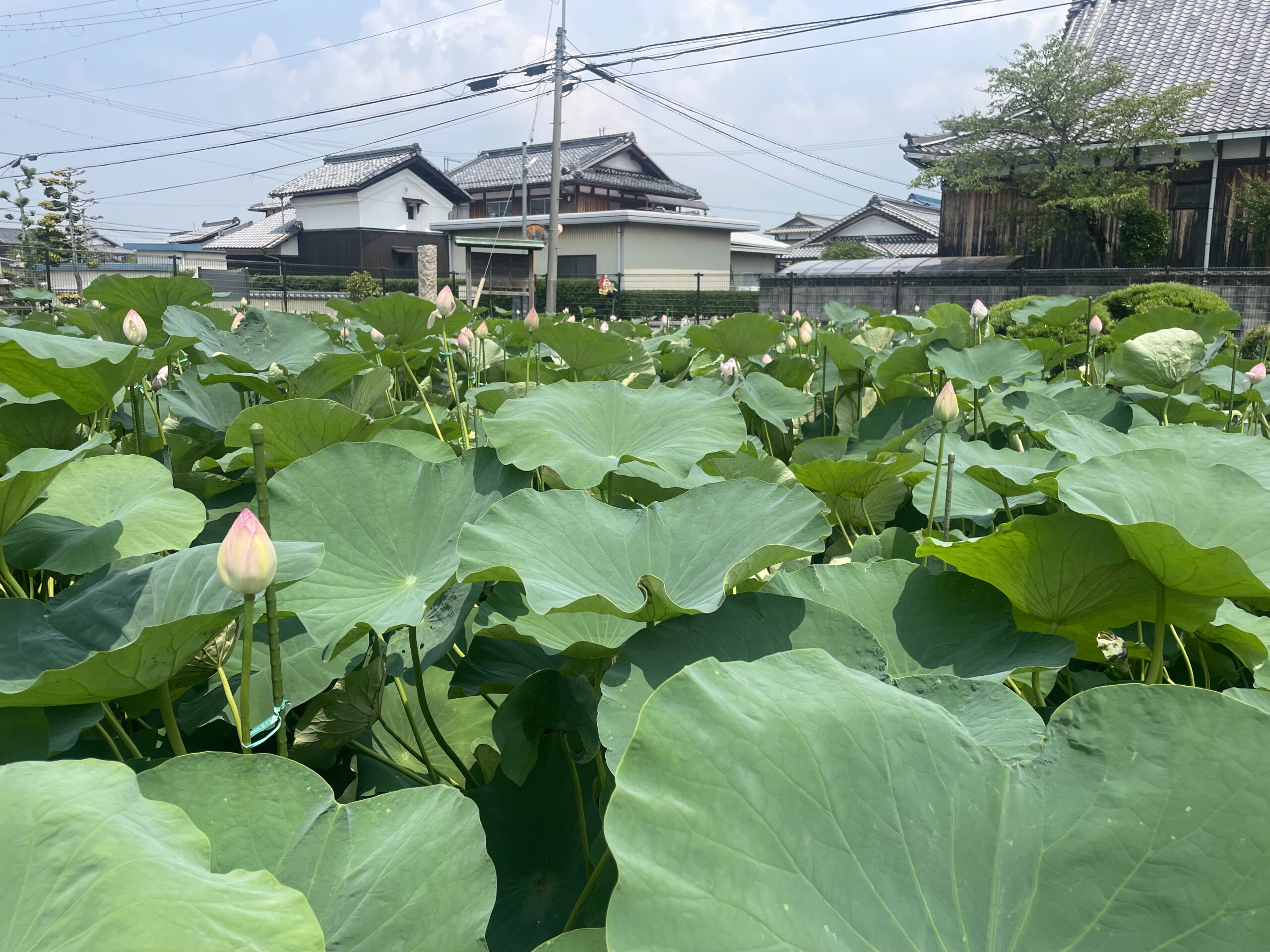 近江妙蓮（近江妙蓮公園）