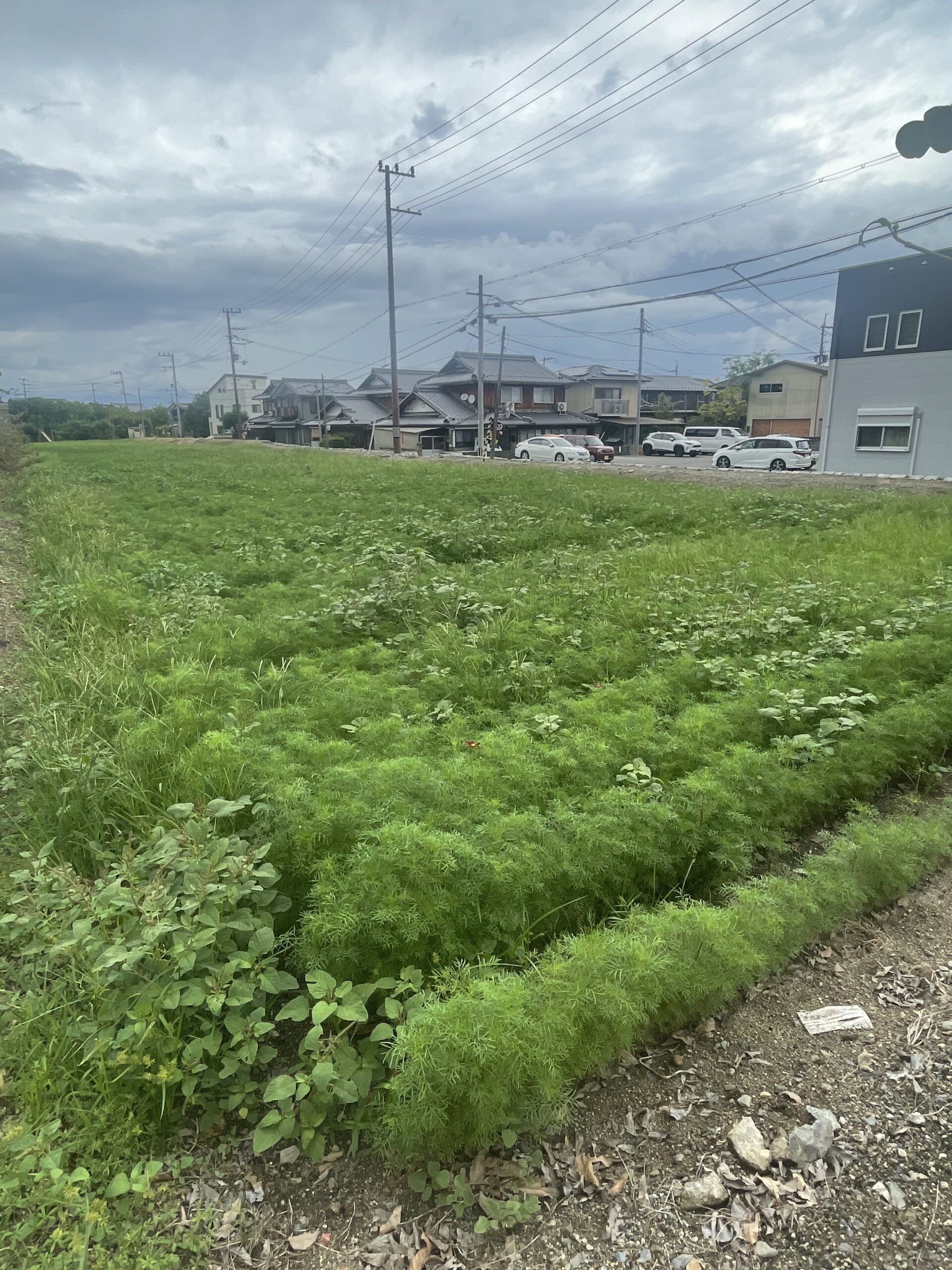 コスモス（今浜町コスモス畑）
