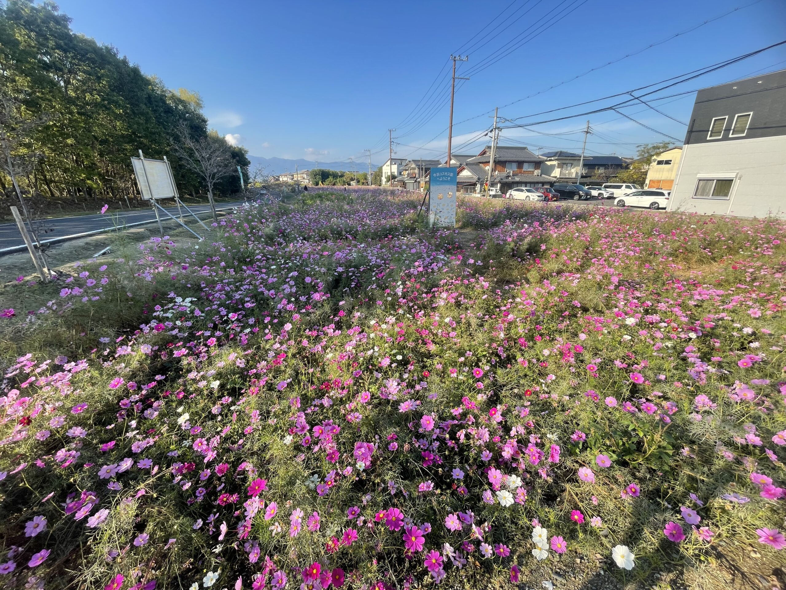 コスモス（今浜町コスモス畑）