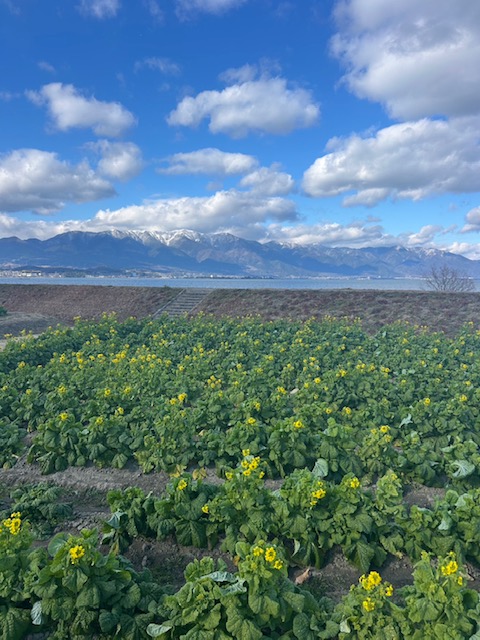 菜の花（第1なぎさ公園）