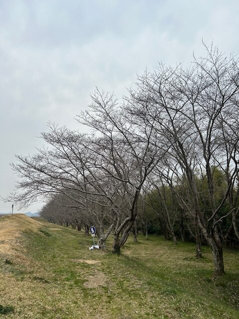 ソメイヨシノ（笠原桜公園）