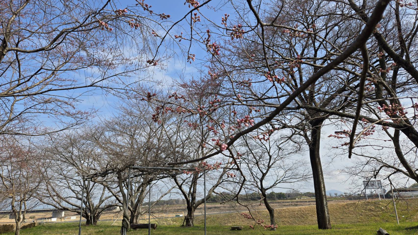 淡墨桜（うすずみざくら）（淡墨公園）