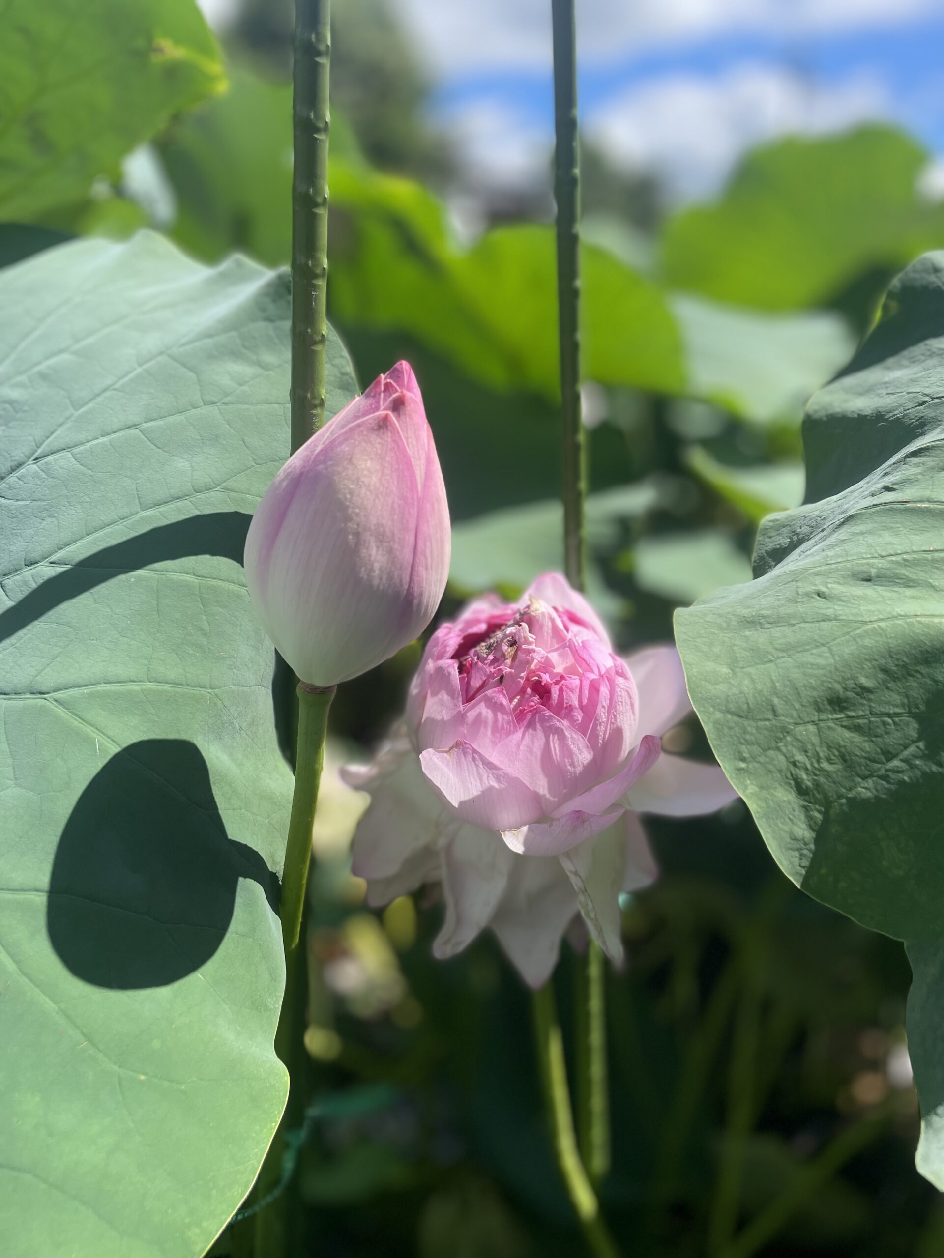 近江妙蓮（近江妙蓮公園）