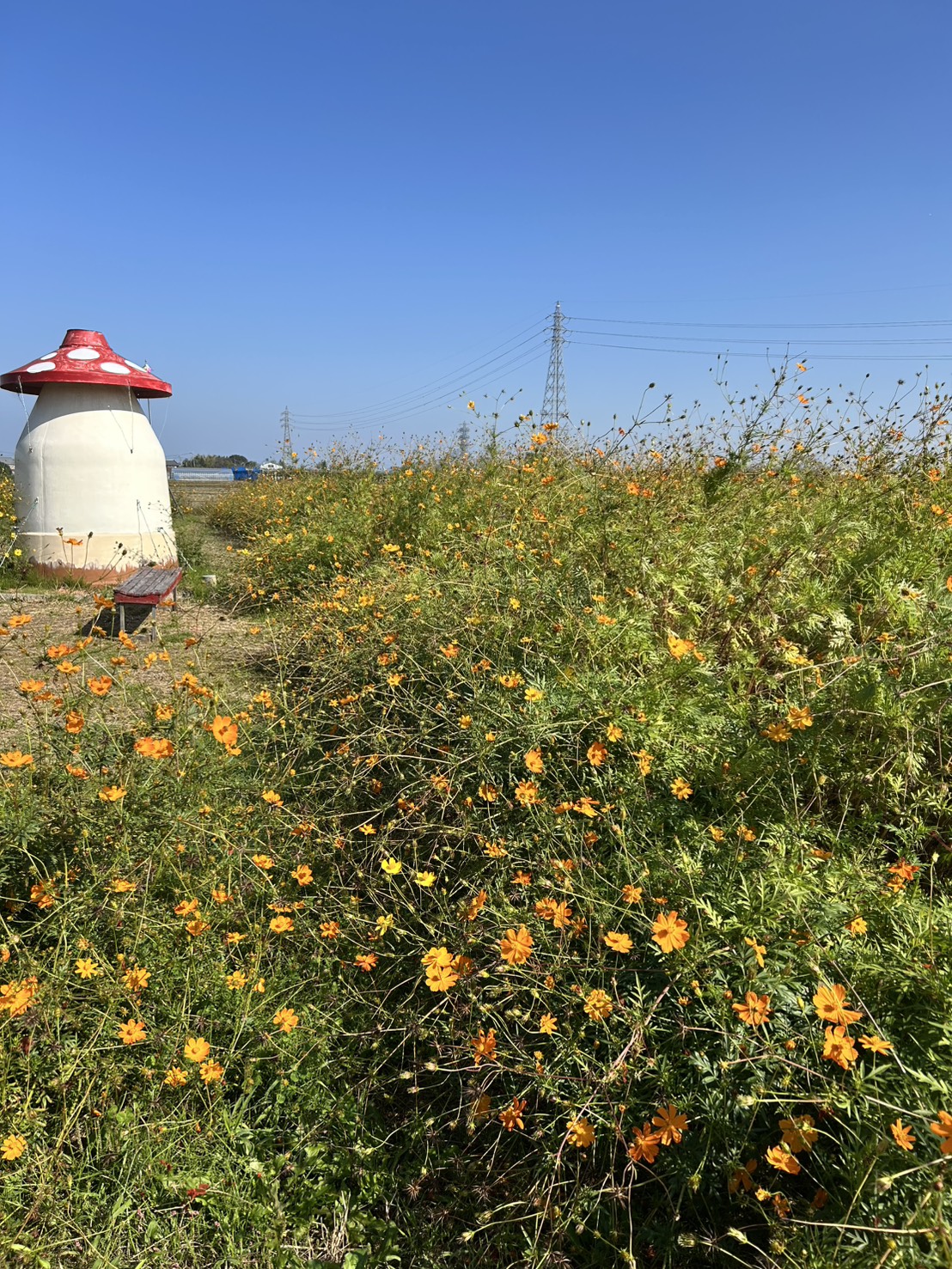 コスモス（新庄町コスモス園）