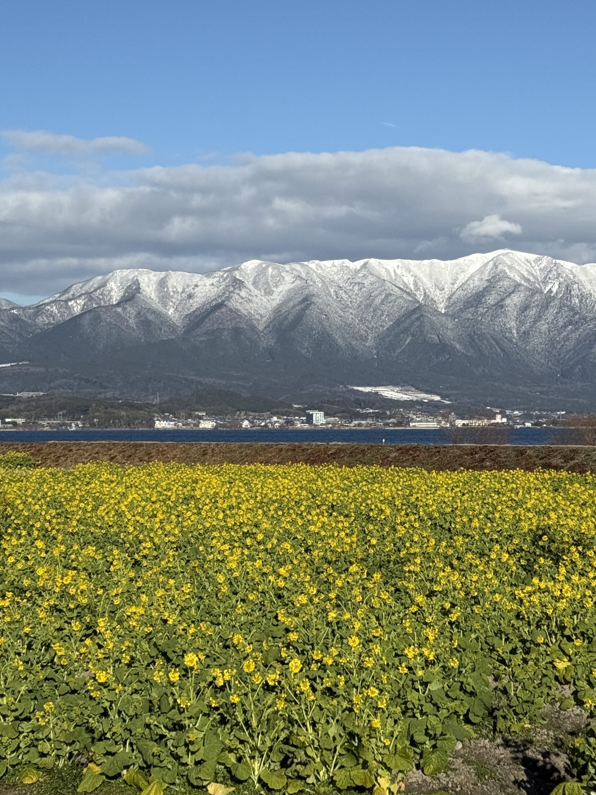 菜の花（第1なぎさ公園）