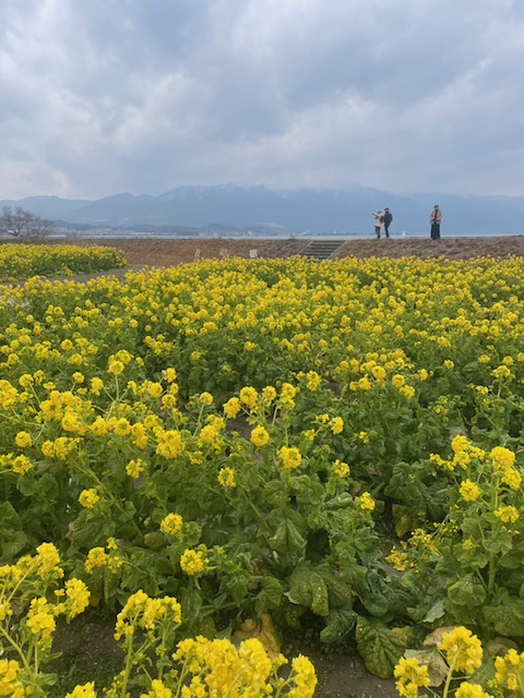 菜の花（第1なぎさ公園）