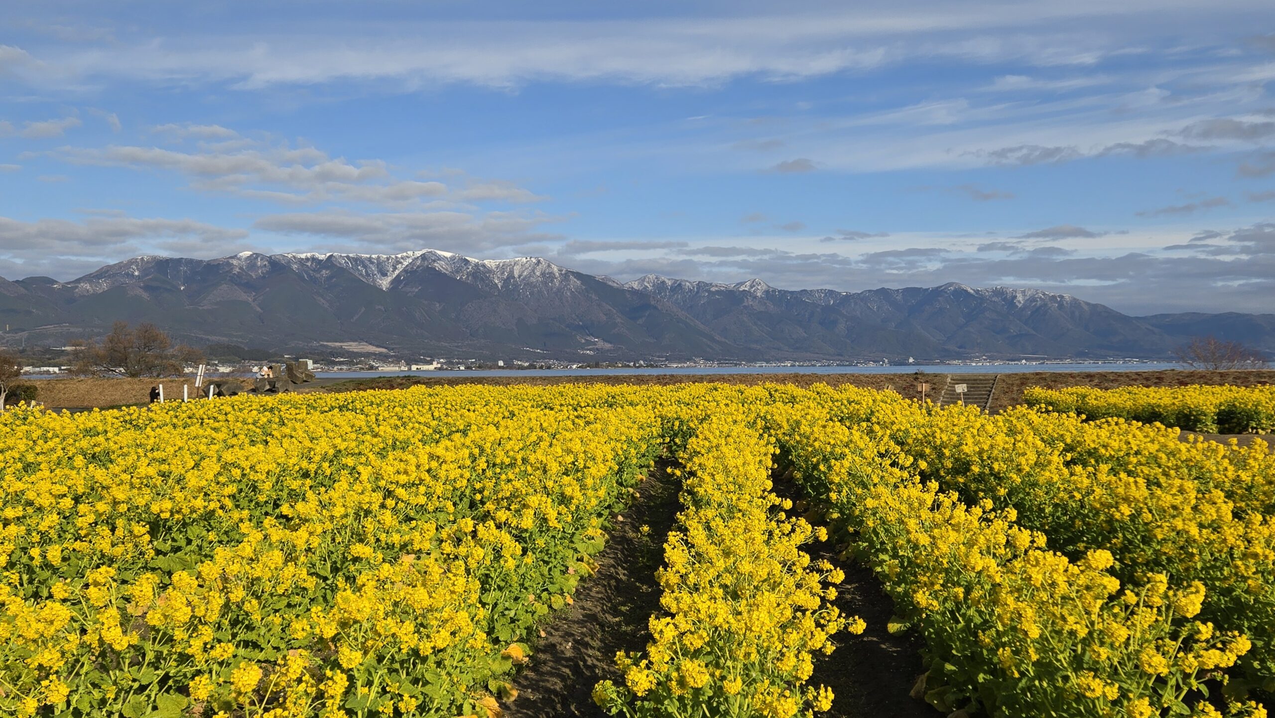 菜の花（第1なぎさ公園）