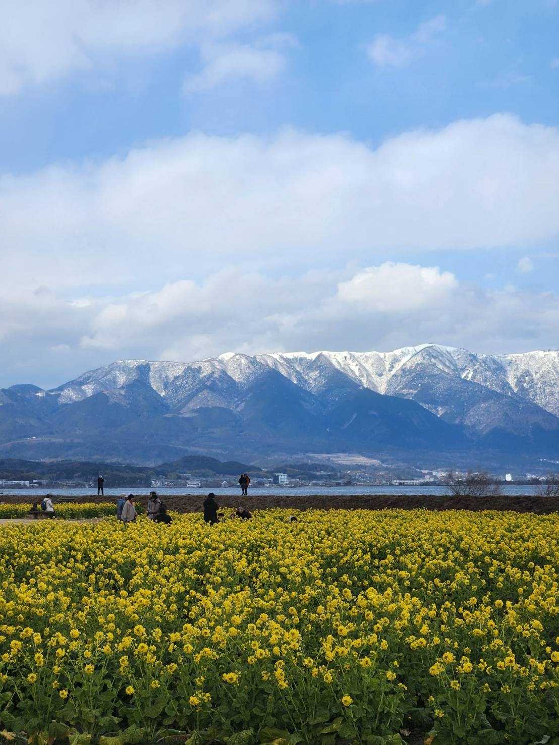 菜の花（第1なぎさ公園）