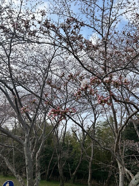 ソメイヨシノ（笠原桜公園）