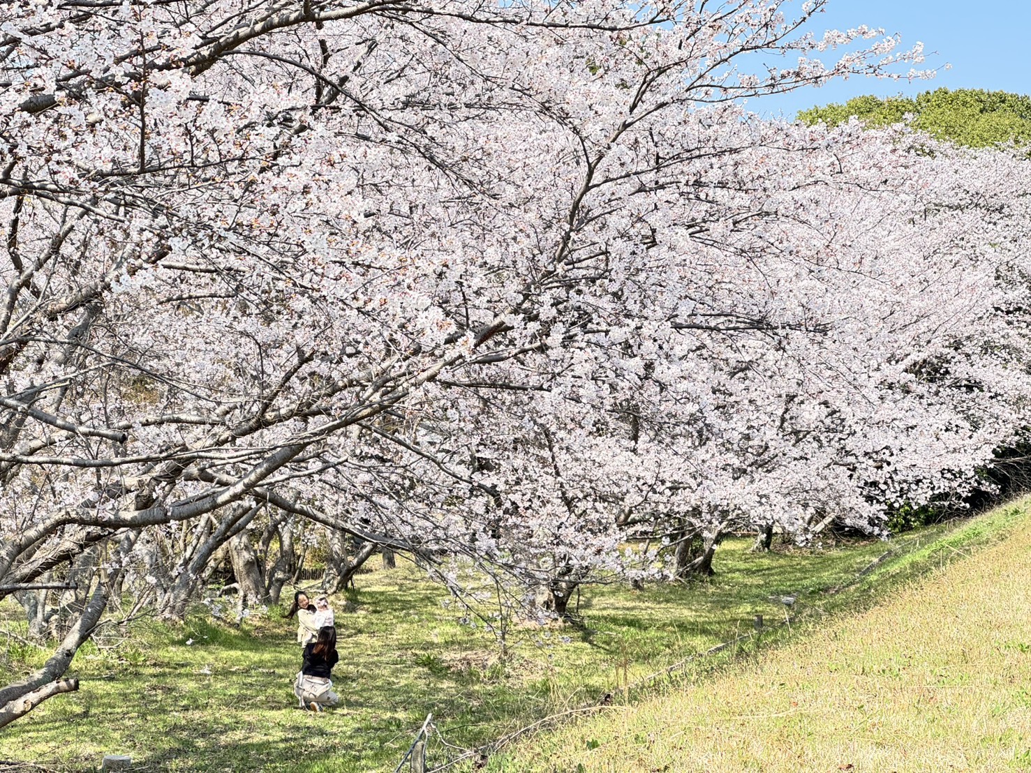 ソメイヨシノ（笠原桜公園）