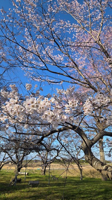 淡墨桜（うすずみざくら）（淡墨公園）