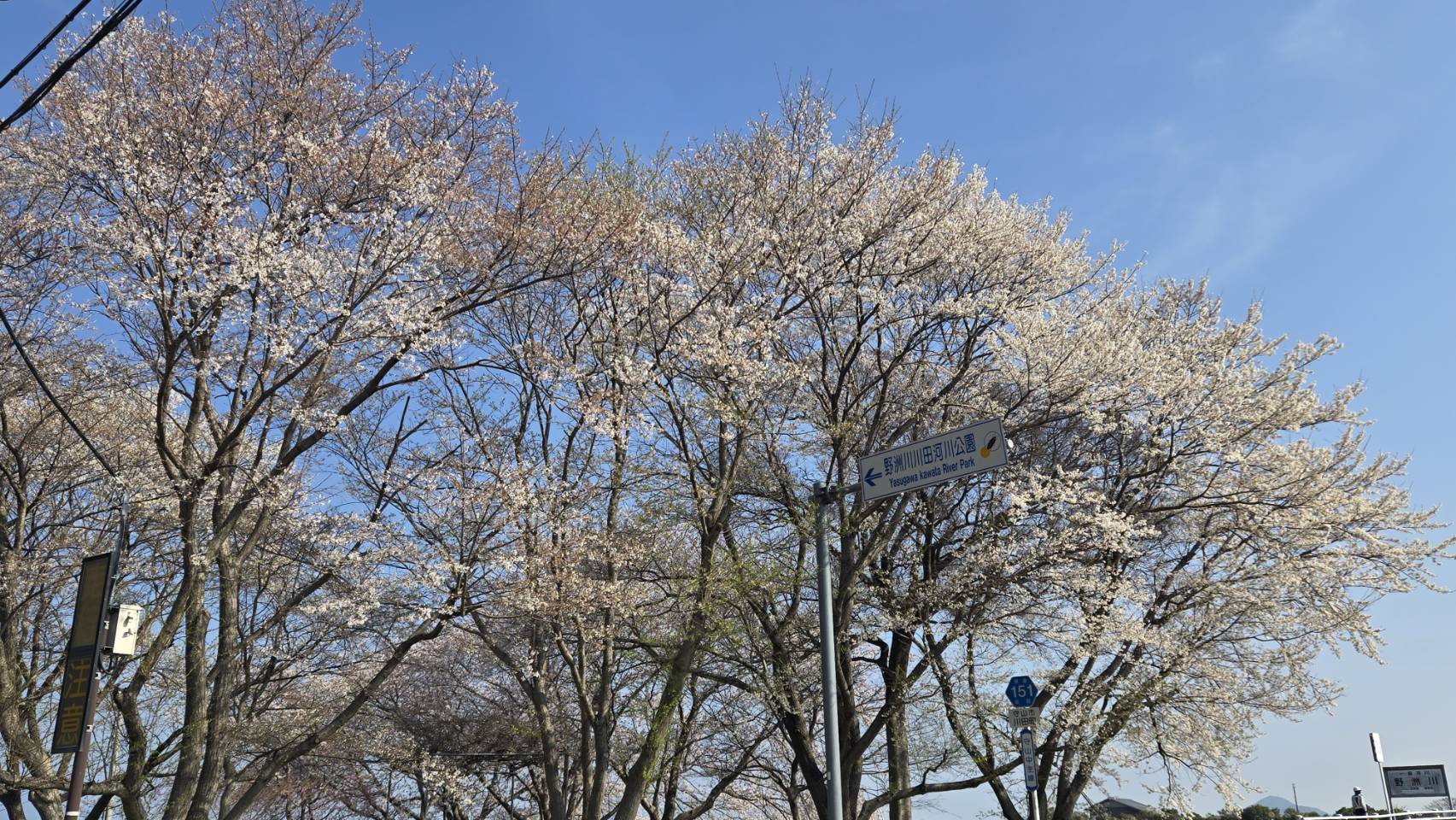 淡墨桜（うすずみざくら）（淡墨公園）