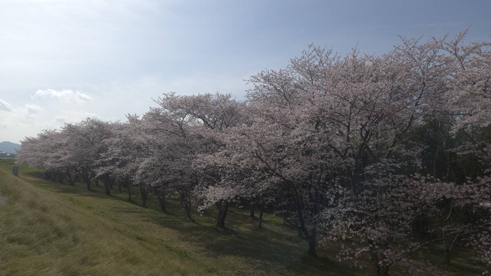 ソメイヨシノ（笠原桜公園）