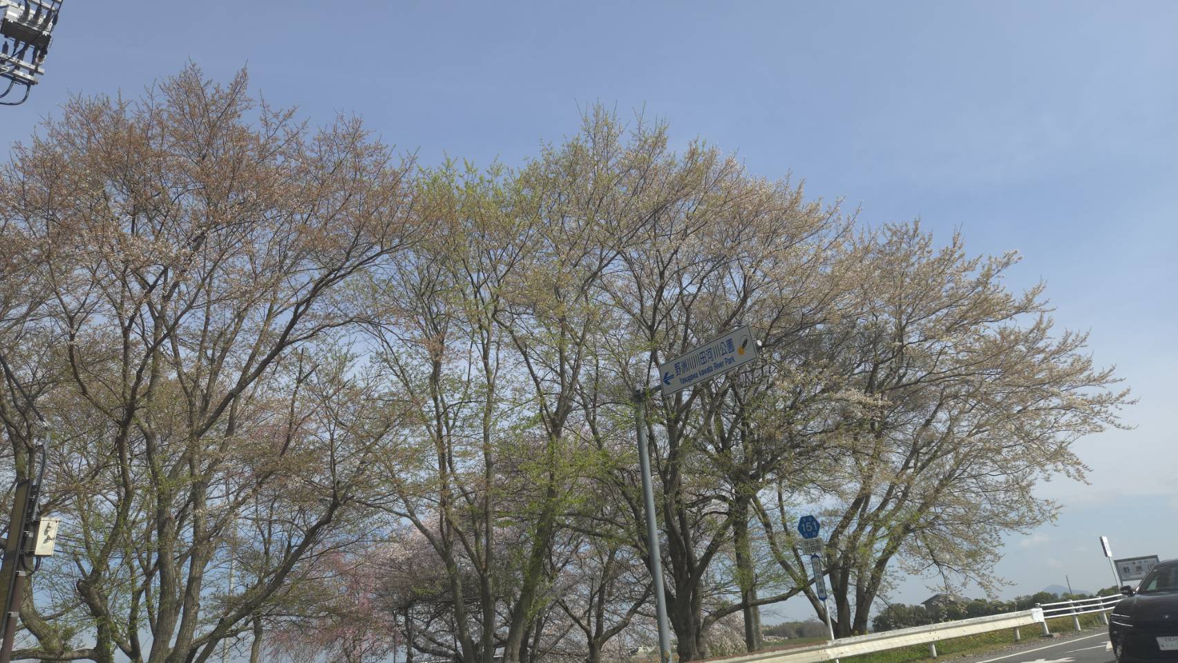 淡墨桜（うすずみざくら）（淡墨公園）