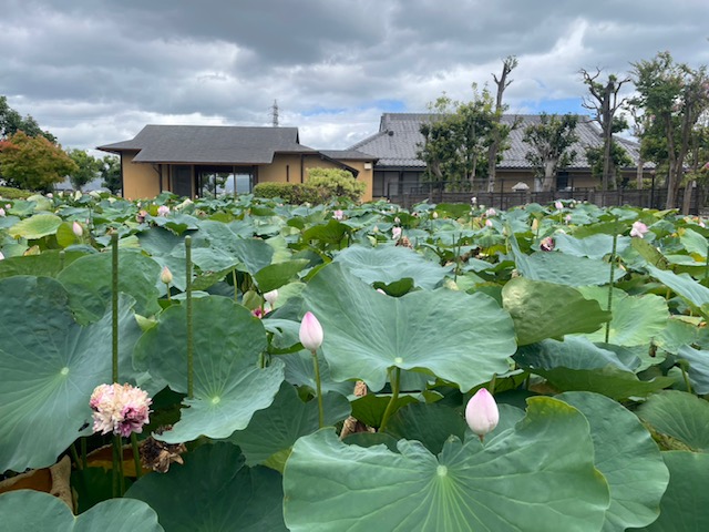 近江妙蓮（近江妙蓮公園）