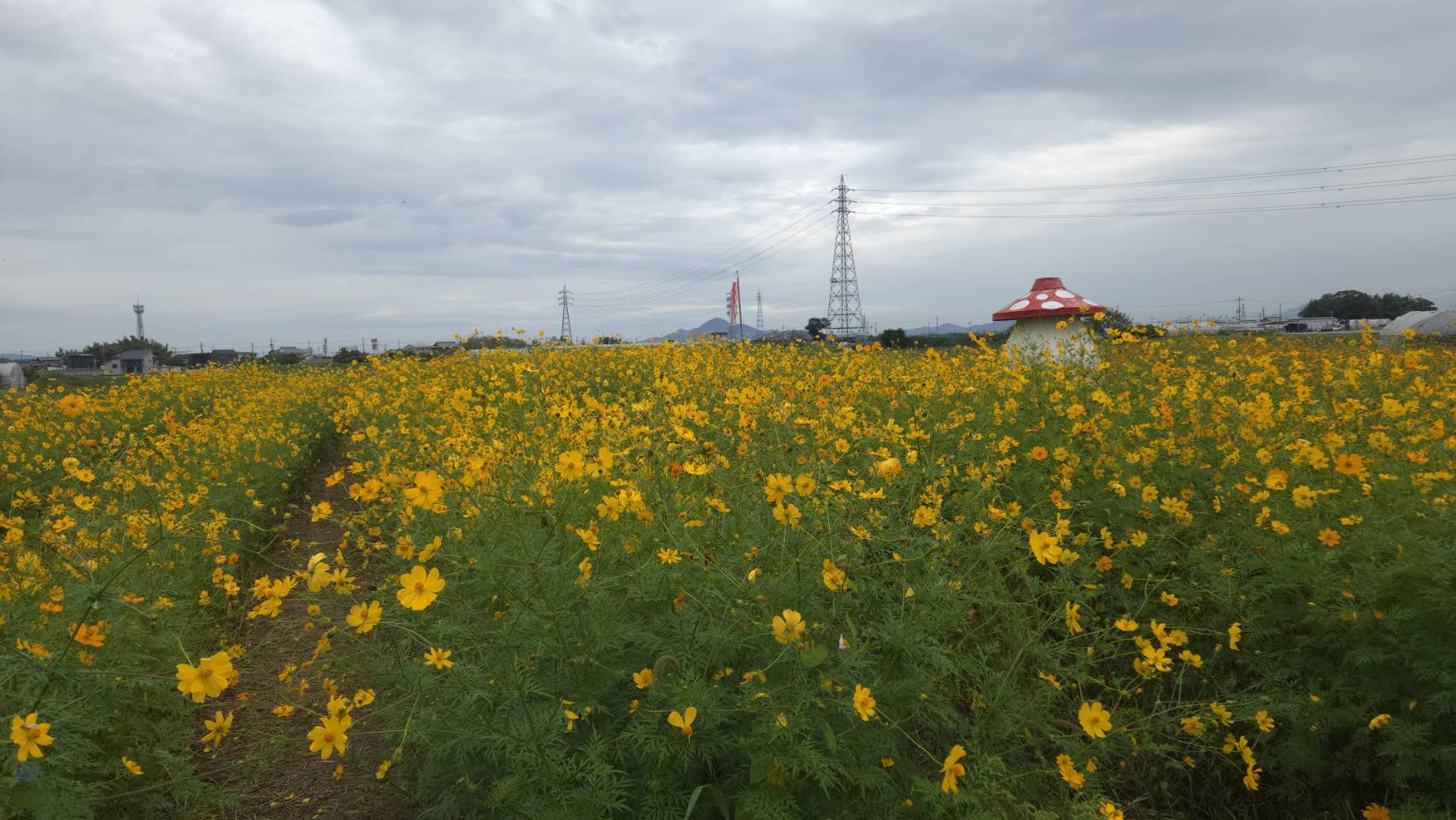コスモス（新庄町コスモス園）